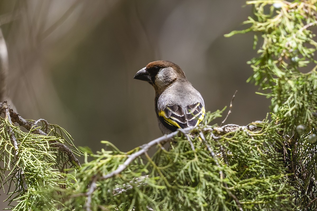 Arabian Grosbeak - ML635778500