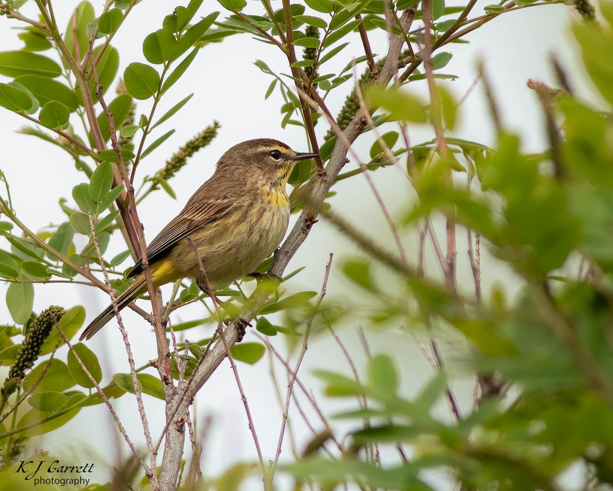 Palm Warbler - ML635778501