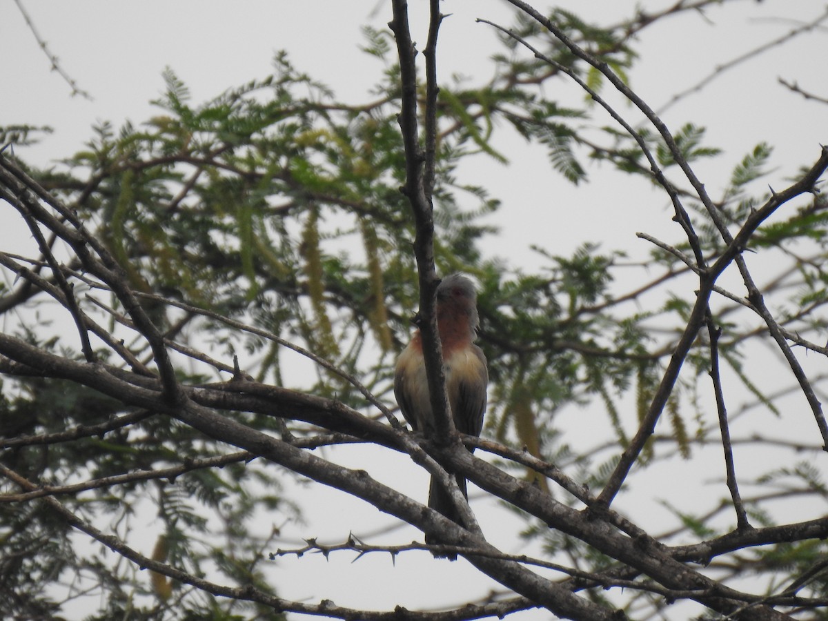 Dwarf Cuckoo - ML635778548