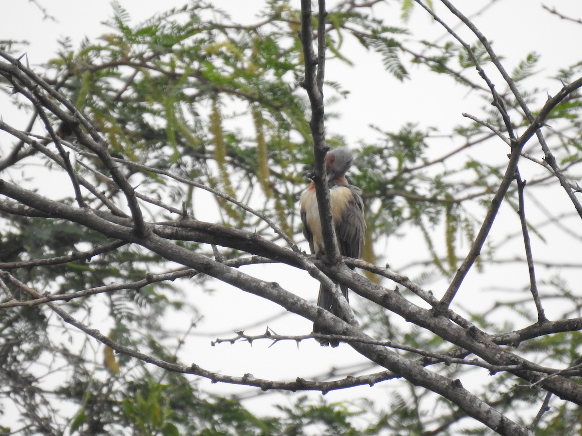 Dwarf Cuckoo - ML635778549