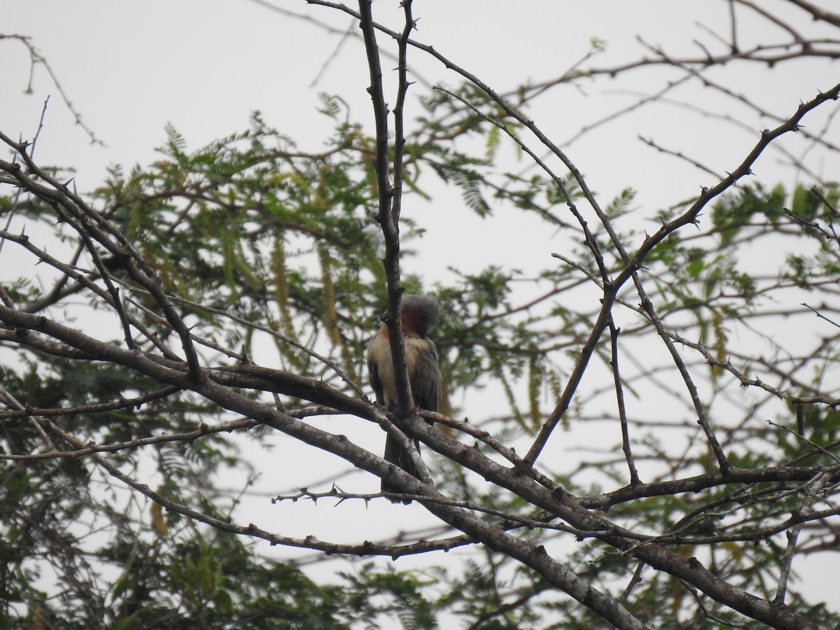 Dwarf Cuckoo - ML635778550