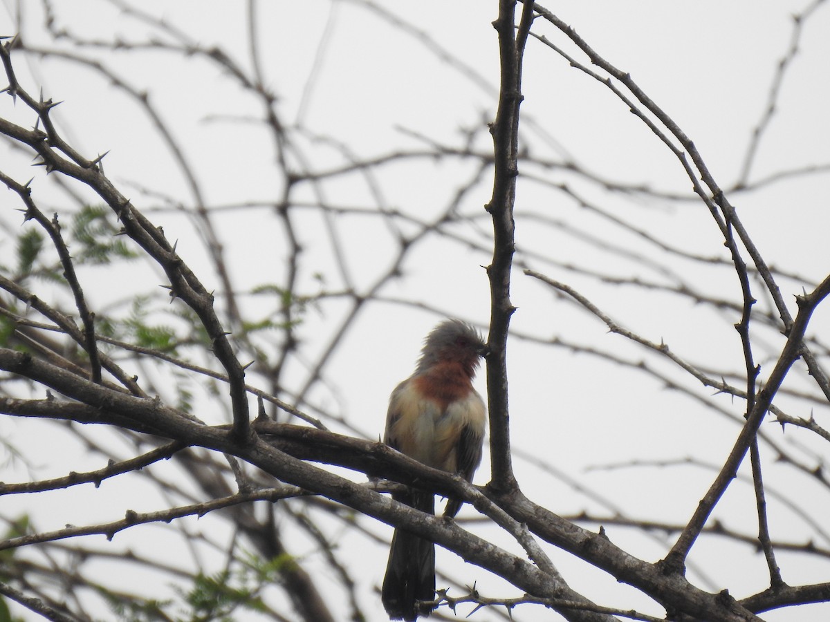 Dwarf Cuckoo - ML635778560