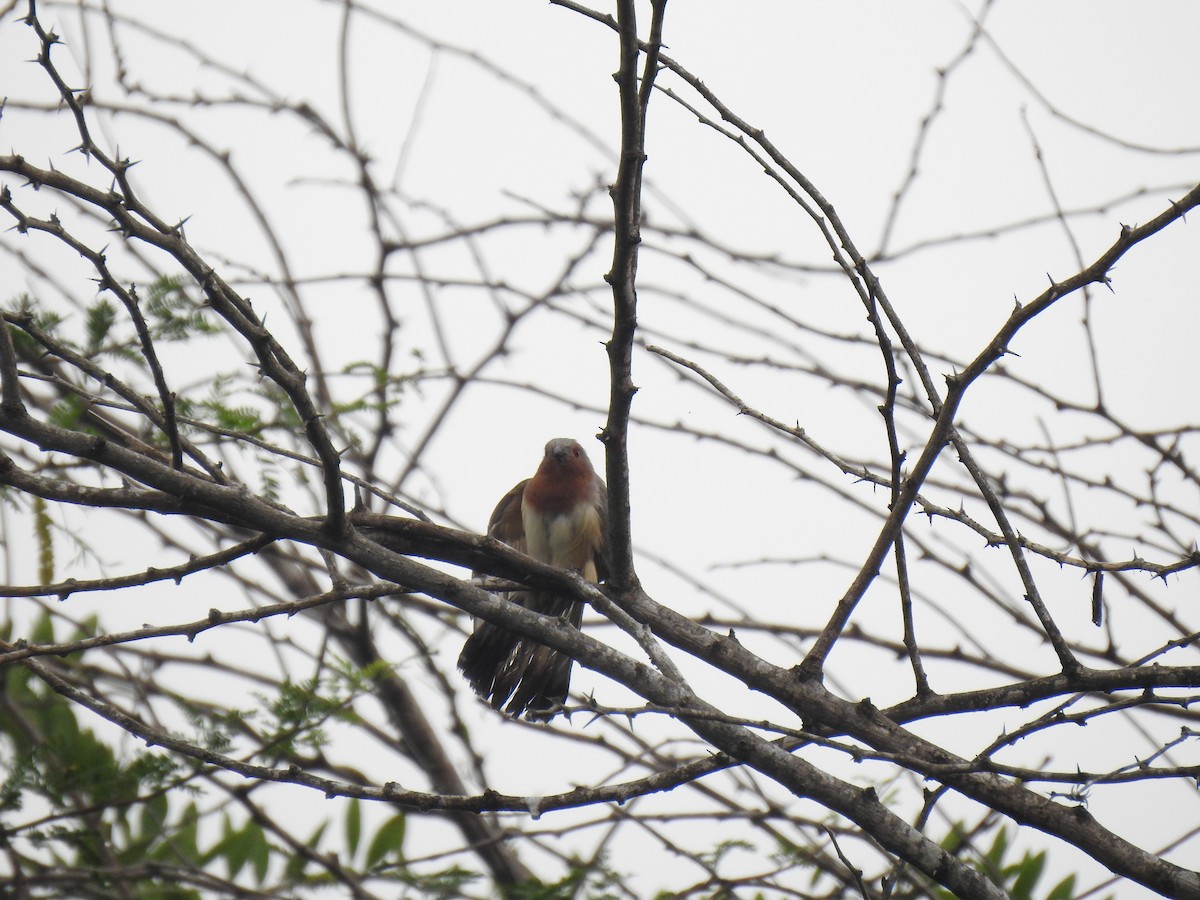 Dwarf Cuckoo - ML635778561