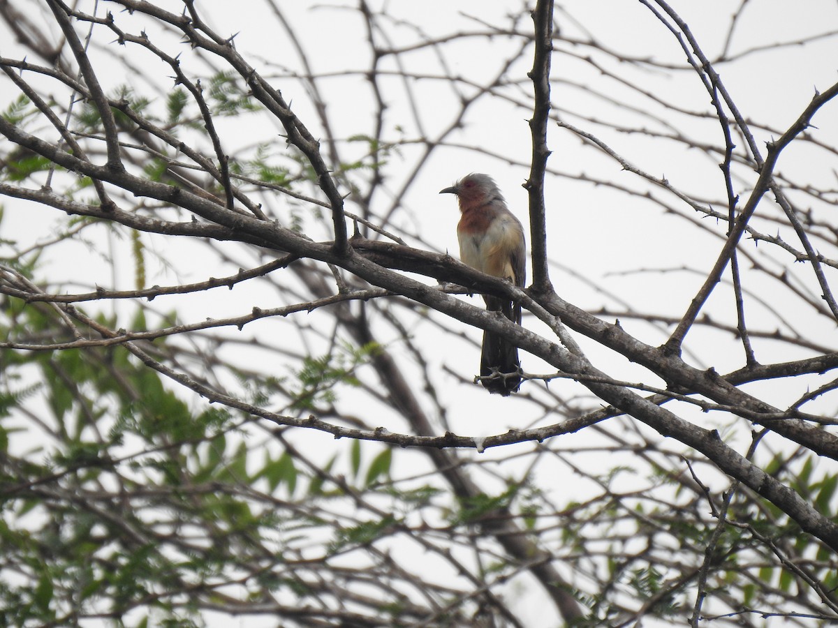 Dwarf Cuckoo - ML635778563