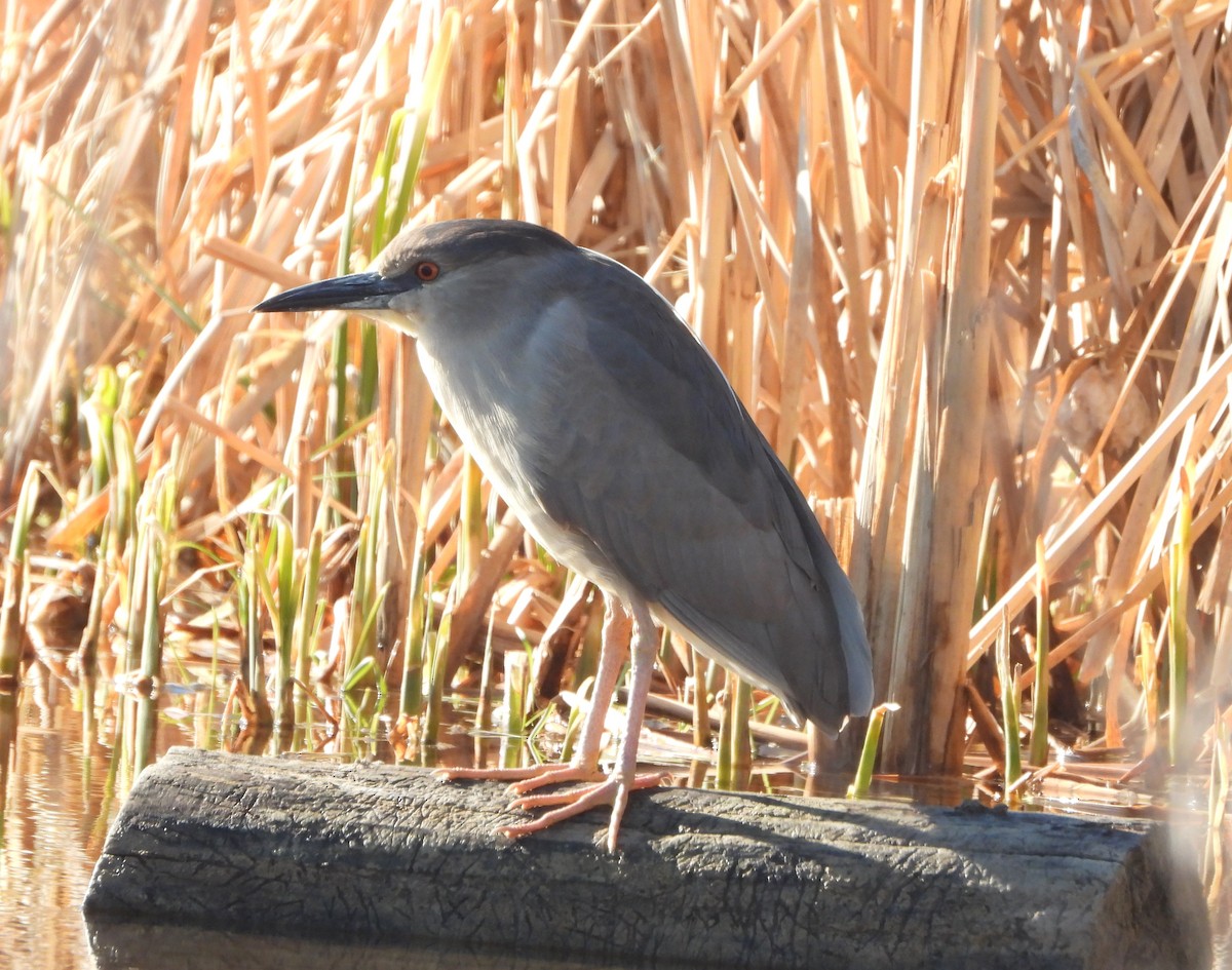 Black-crowned Night Heron - ML635778584