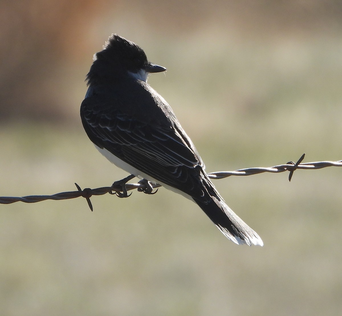Eastern Kingbird - ML635778690