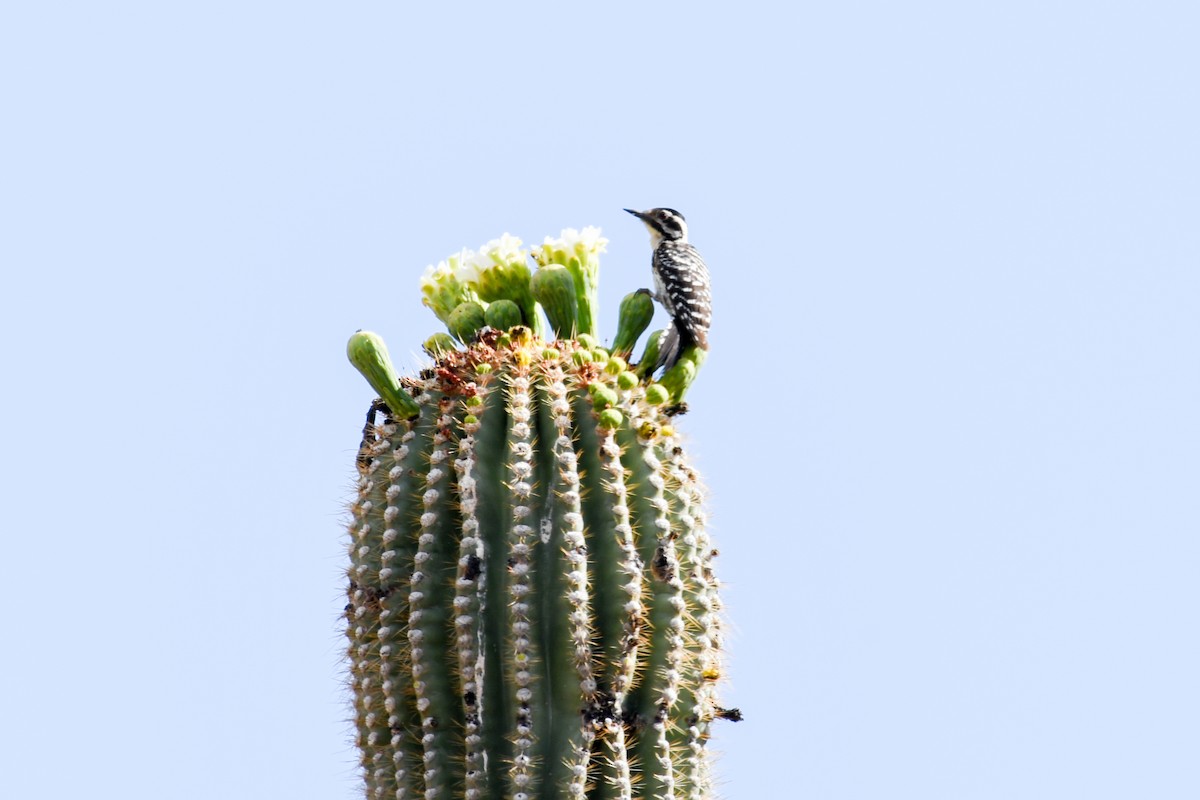 Ladder-backed Woodpecker - ML635778716