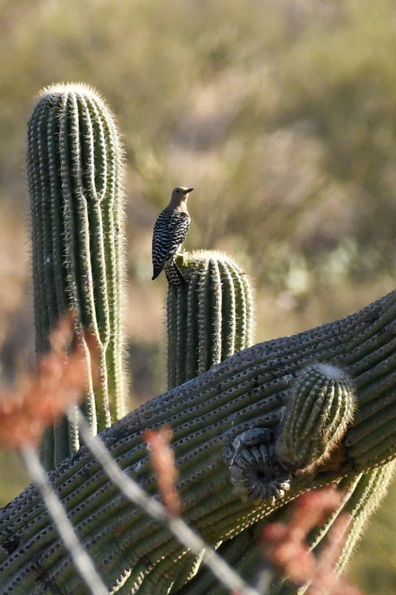 Gila Woodpecker - ML635778786
