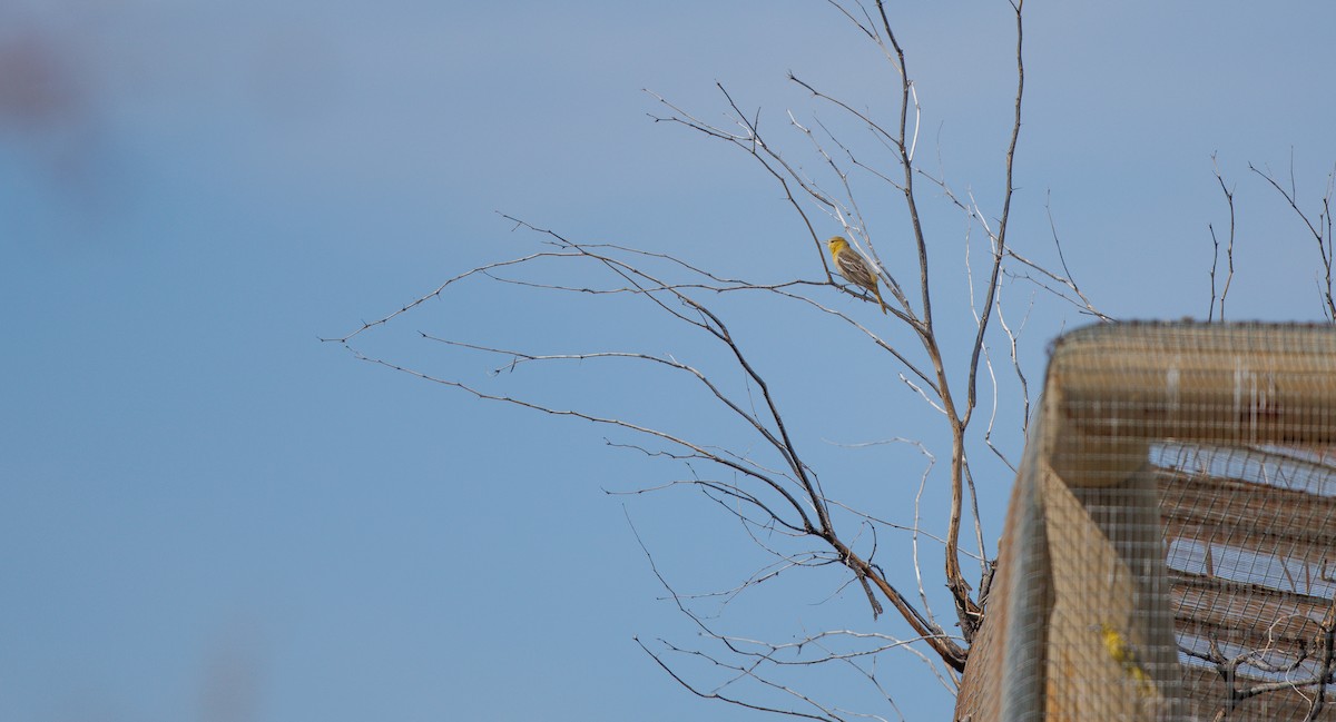 Bullock's Oriole - ML635778864