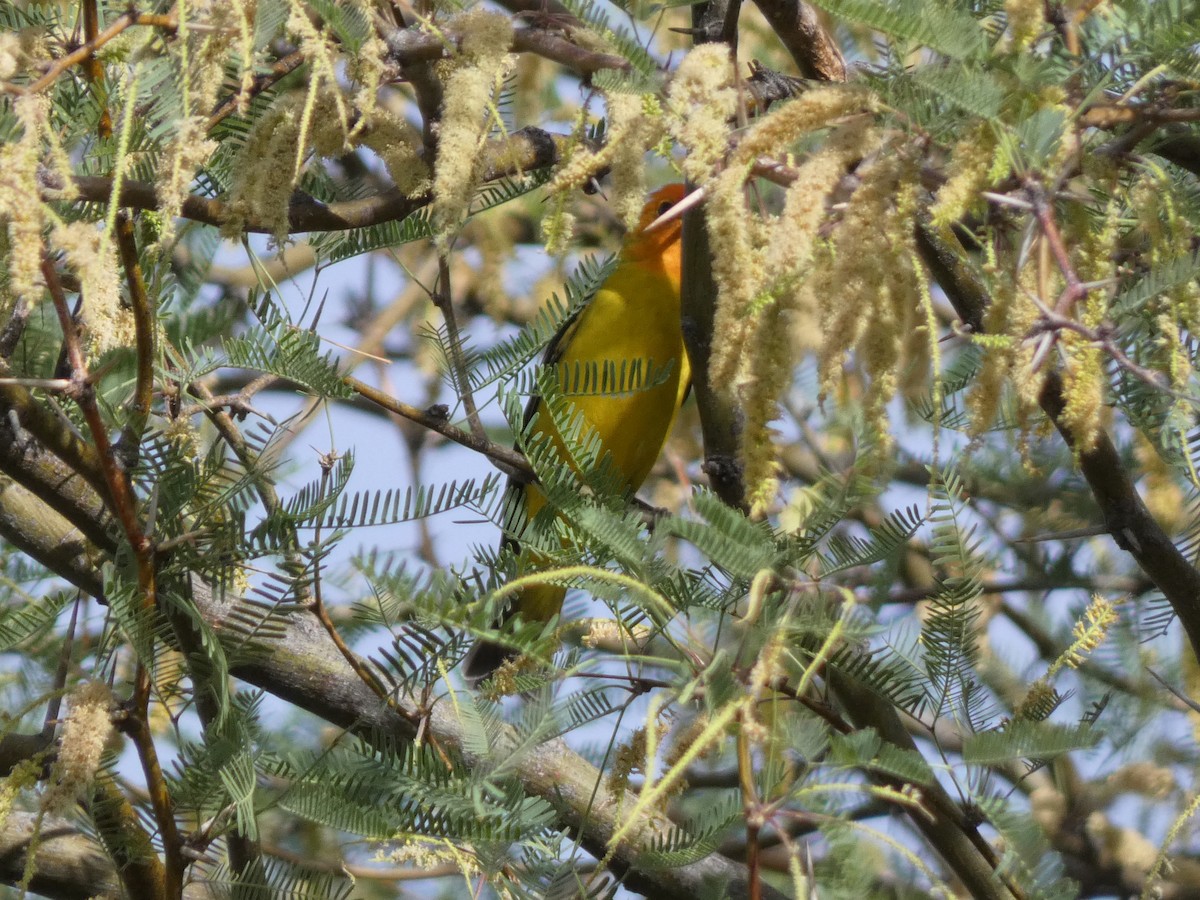 Western Tanager - ML635778865