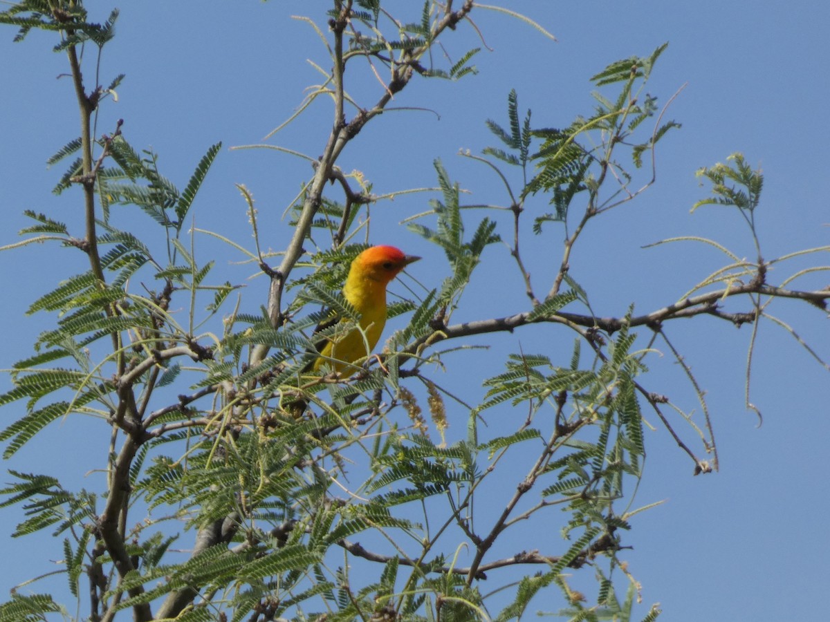 Western Tanager - ML635778877