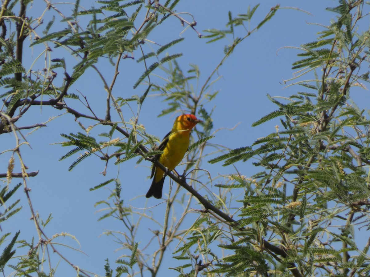 Western Tanager - ML635778878