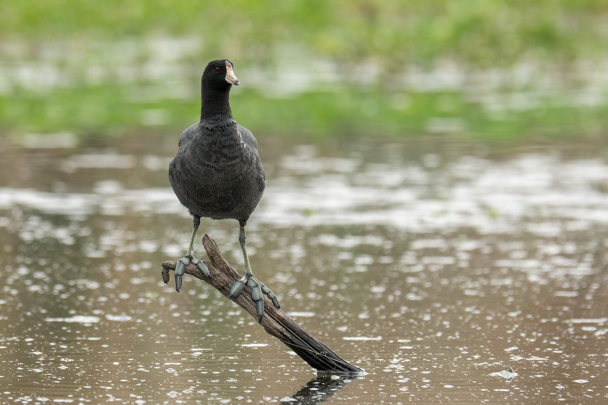 American Coot - Beverly Reynolds
