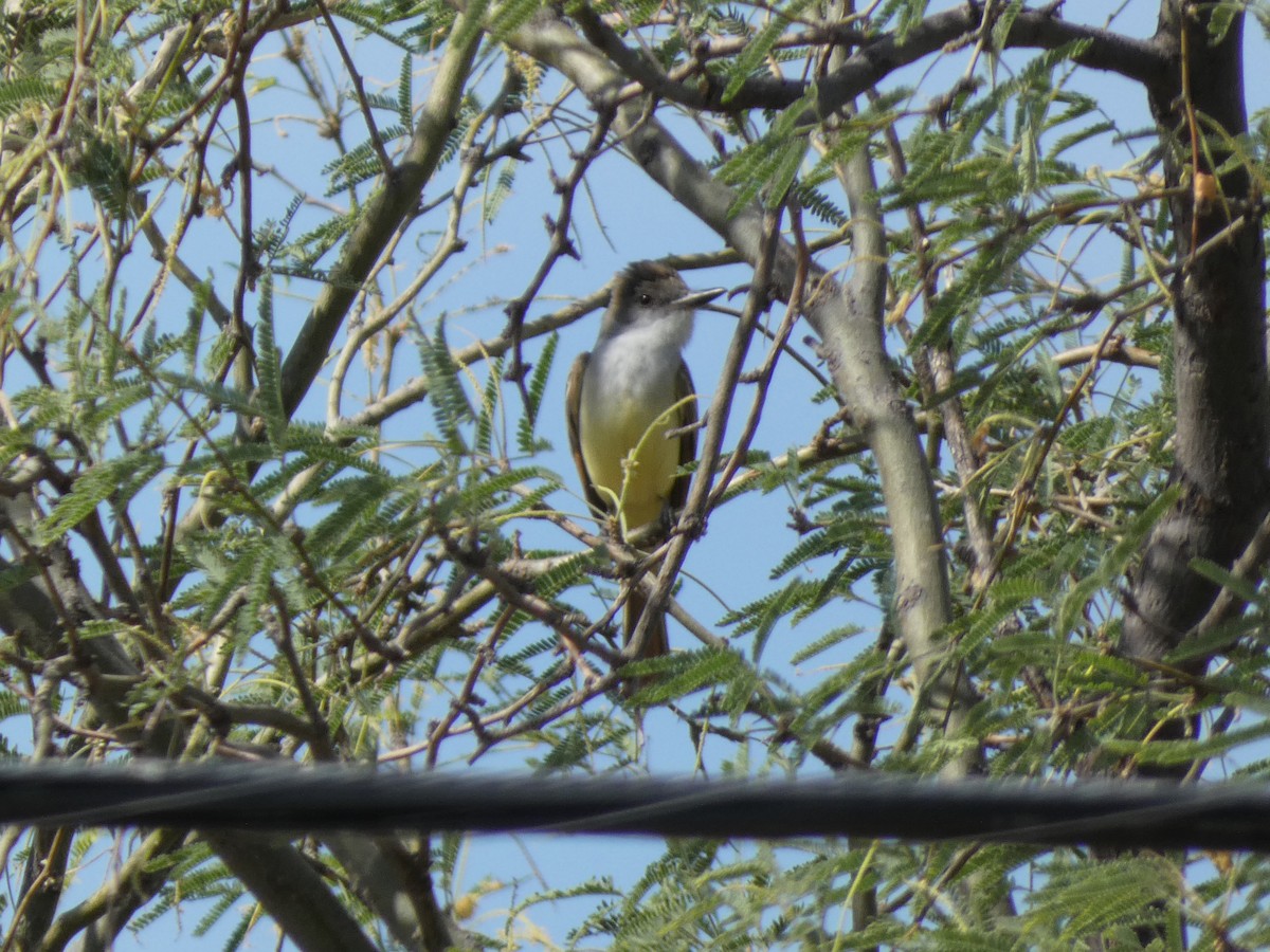 Brown-crested Flycatcher - ML635778887