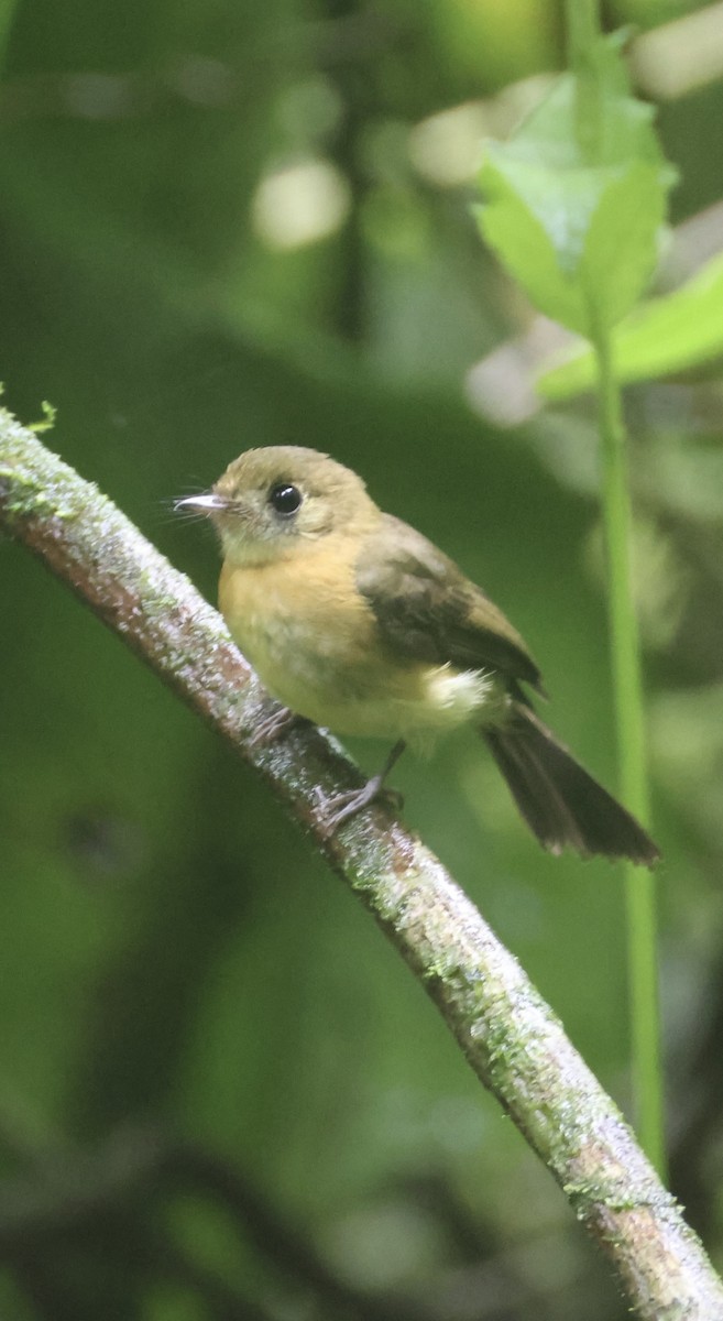 Sulphur-rumped Flycatcher - ML635778900