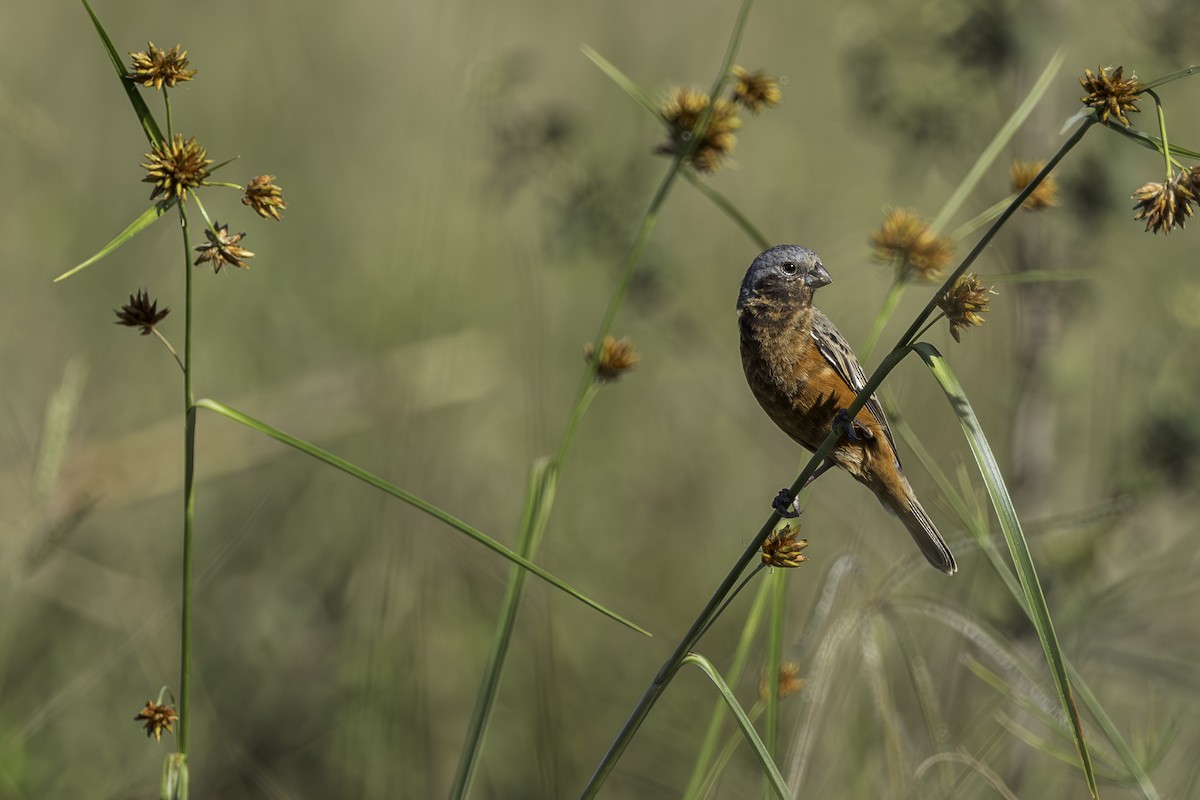 Dark-throated Seedeater - ML635778970