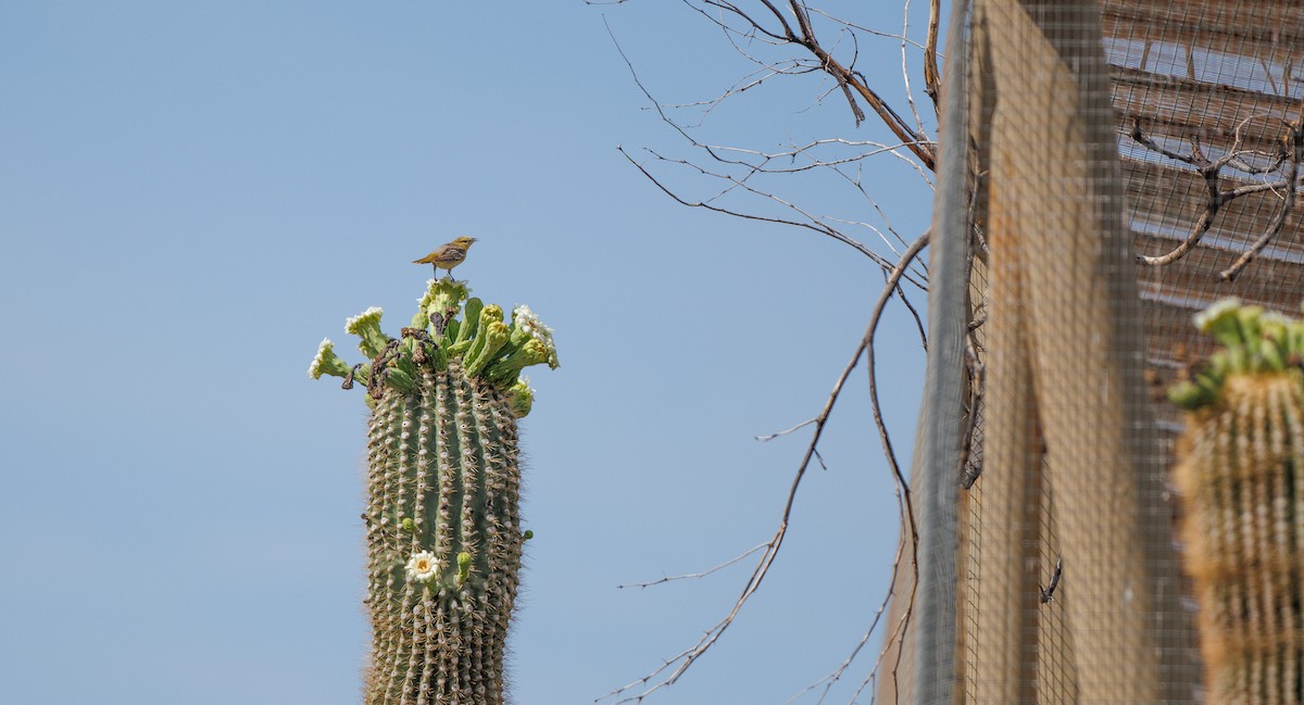 Bullock's Oriole - ML635779091