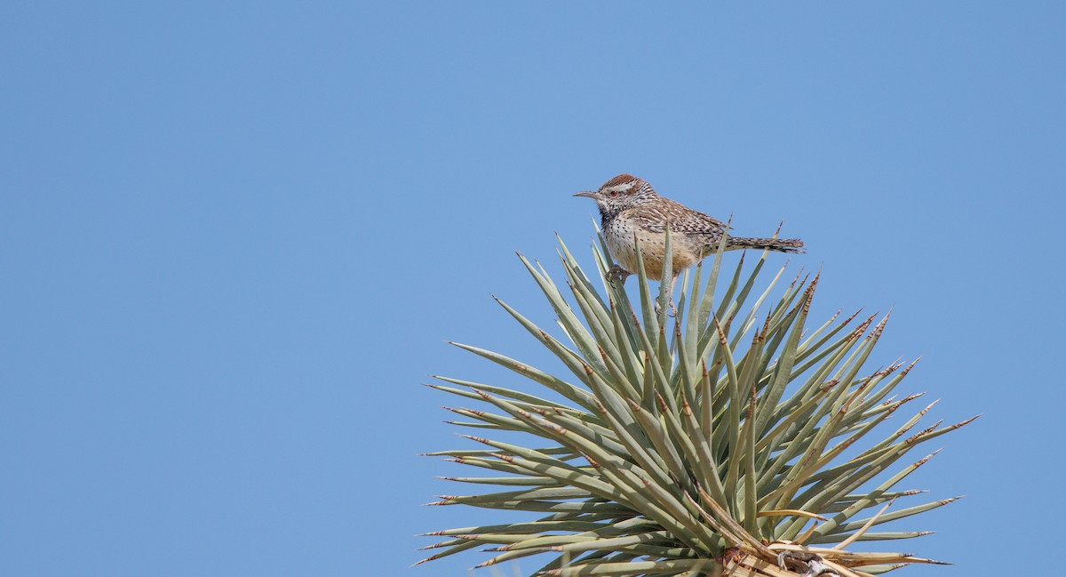 Cactus Wren - ML635779149