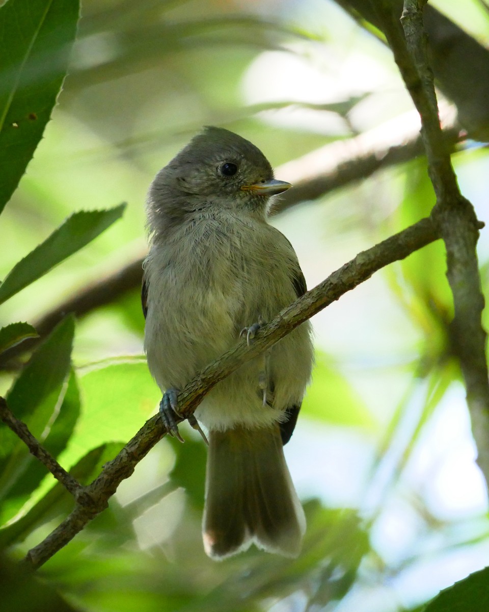 Oak Titmouse - ML635779165