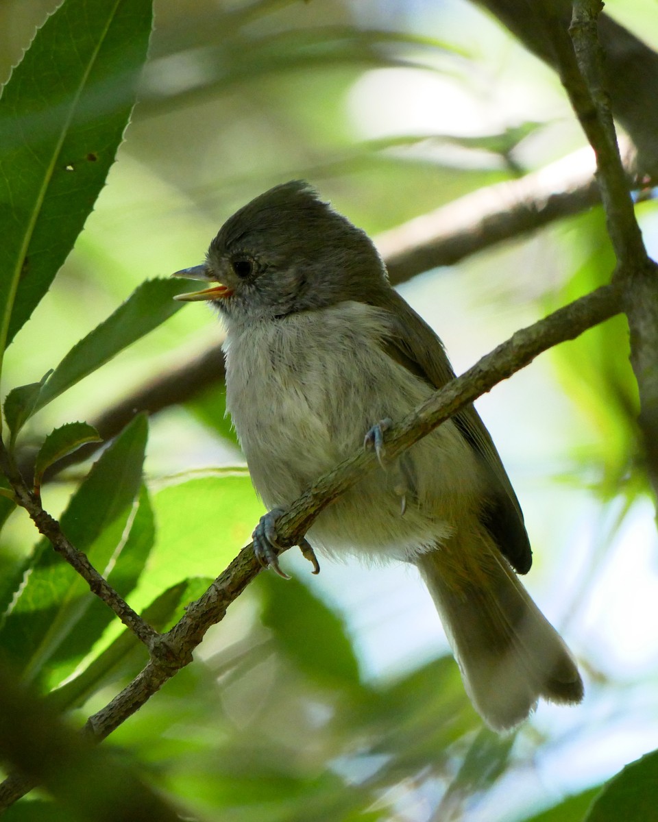 Oak Titmouse - ML635779166