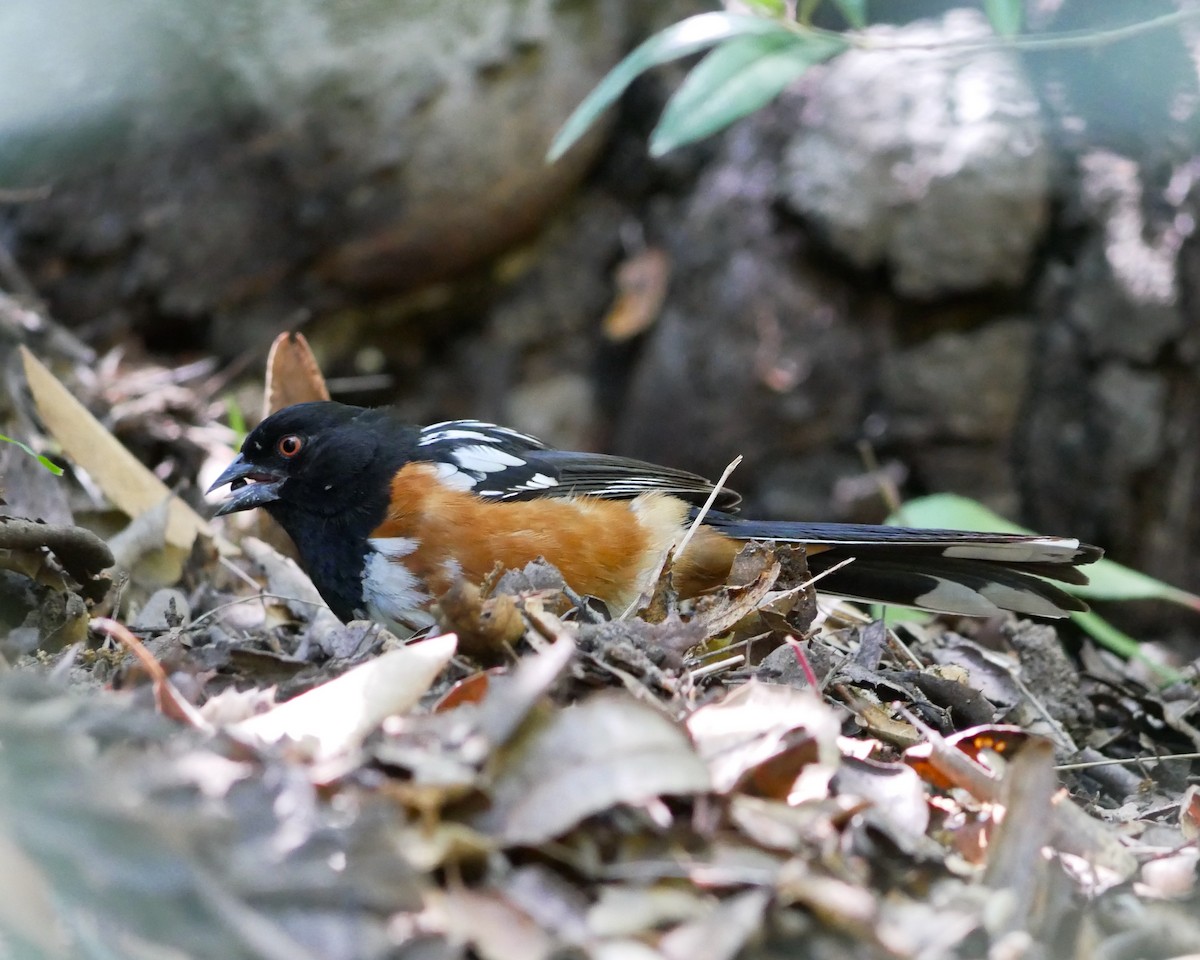 Spotted Towhee - ML635779175