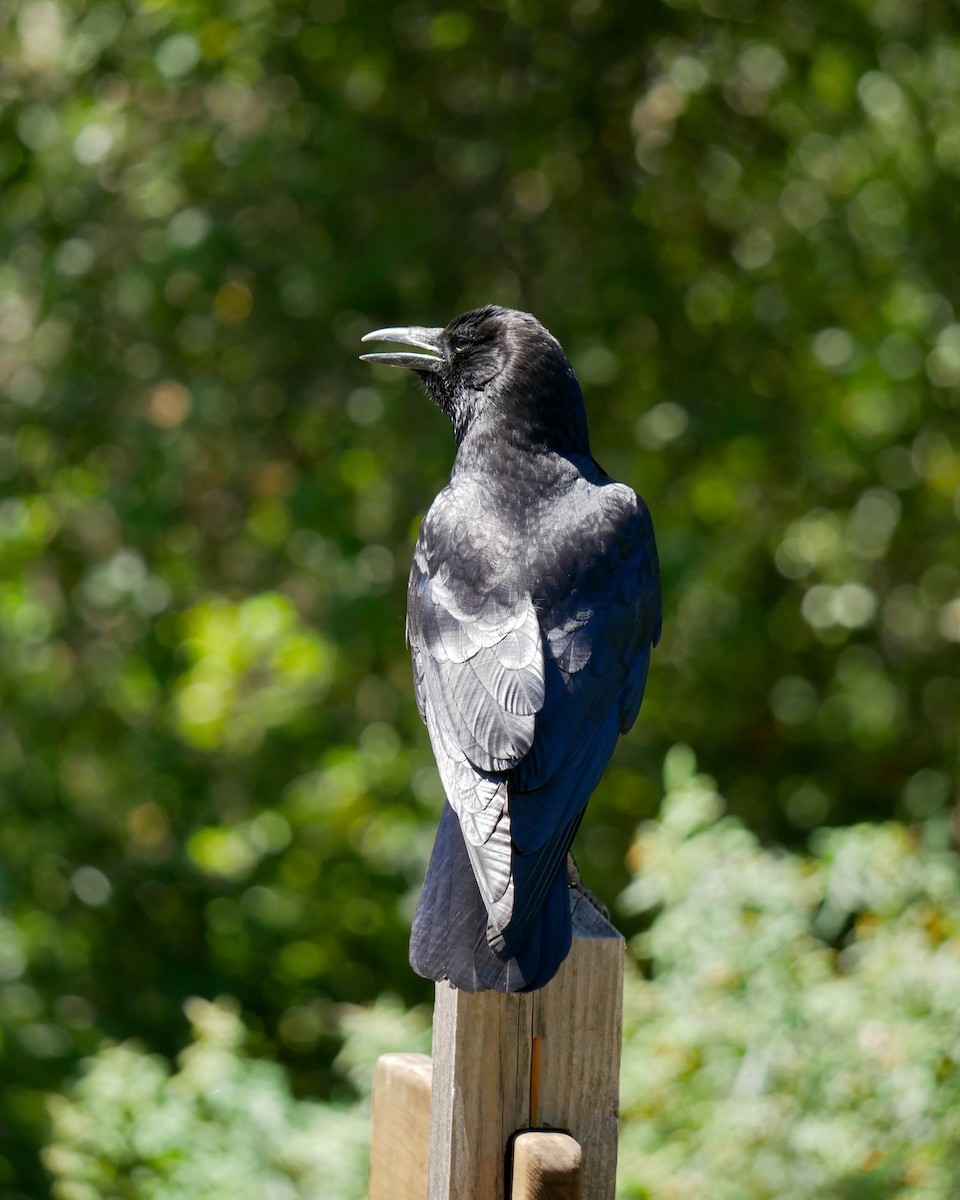 Common Raven - ML635779177