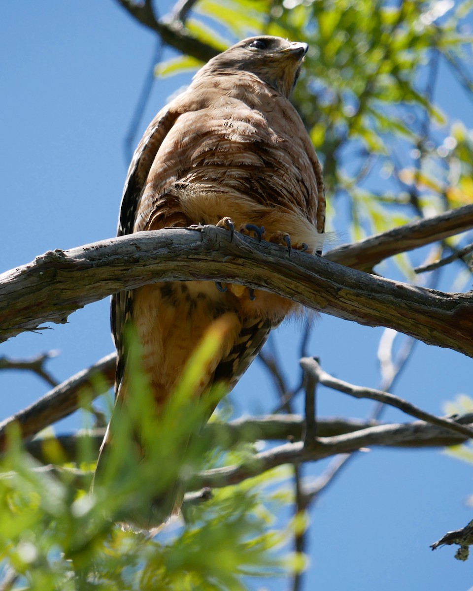 Red-shouldered Hawk - ML635779179