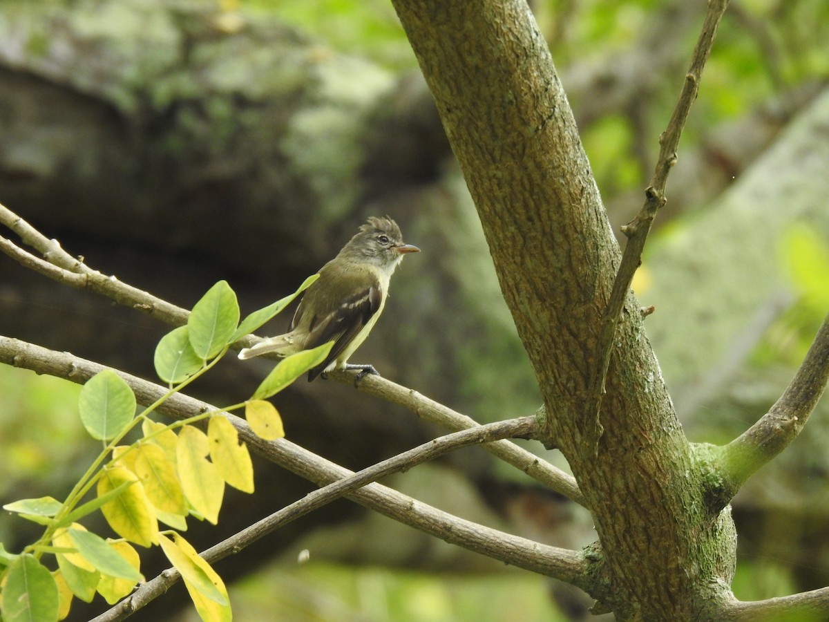 Tyranneau passegris - ML635779273