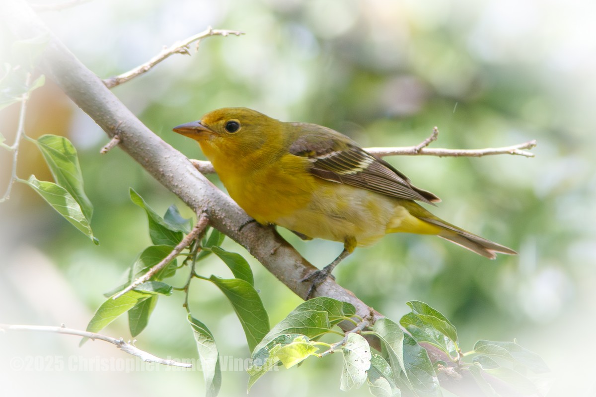 Western Tanager - ML635779300