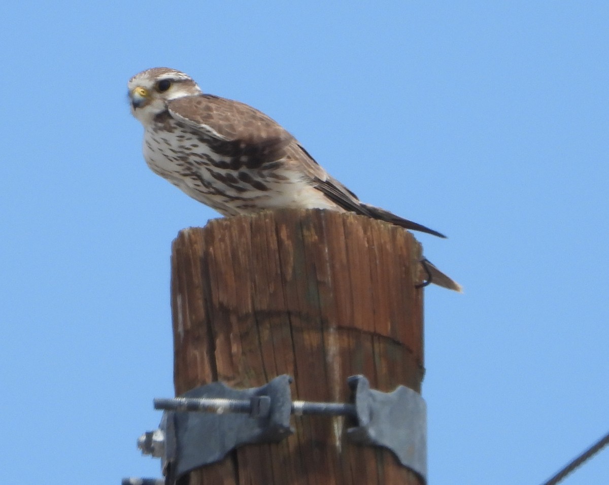 Merlin - ML635779354