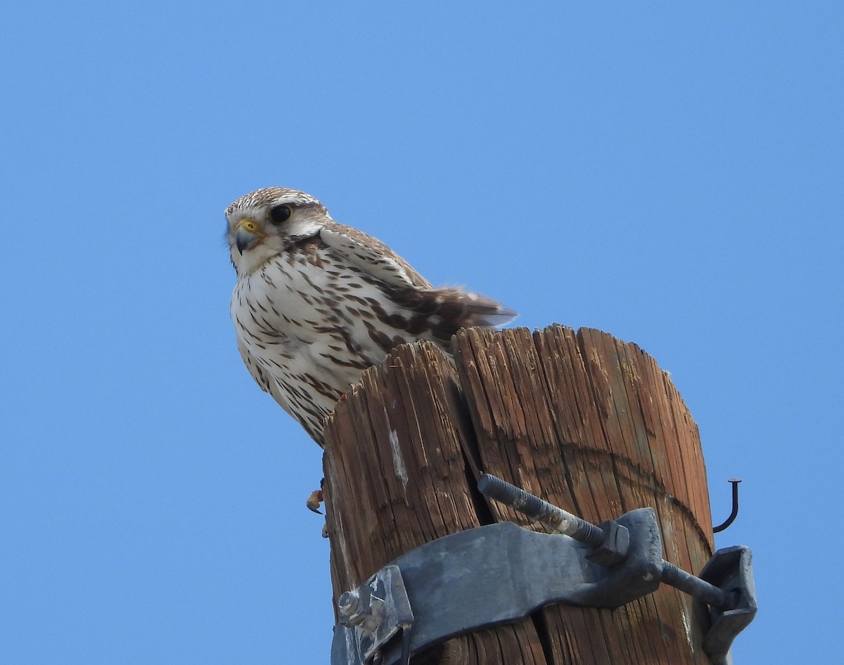 Merlin - ML635779355