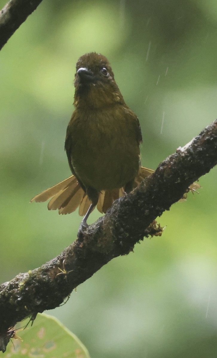 Carmiol's Tanager - ML635779362