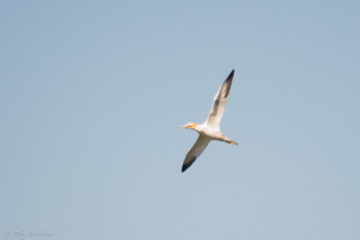 Northern Gannet - Toby Rowland