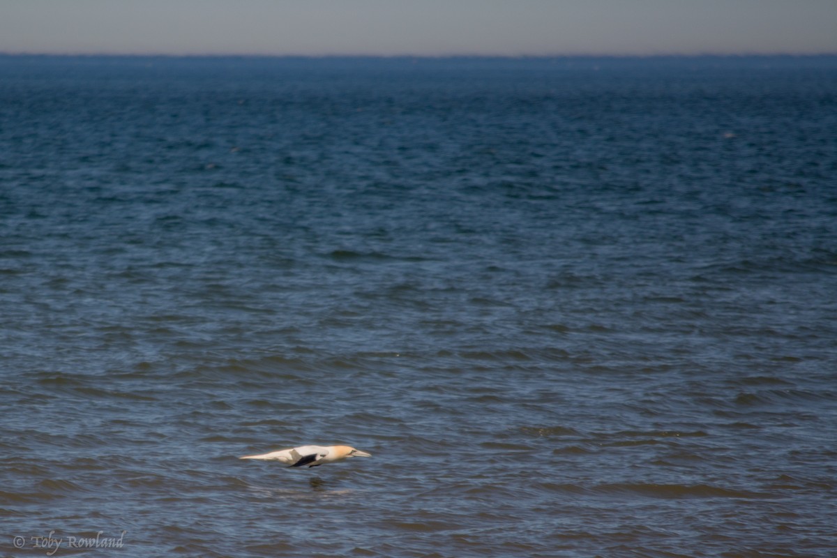 Northern Gannet - ML63577951