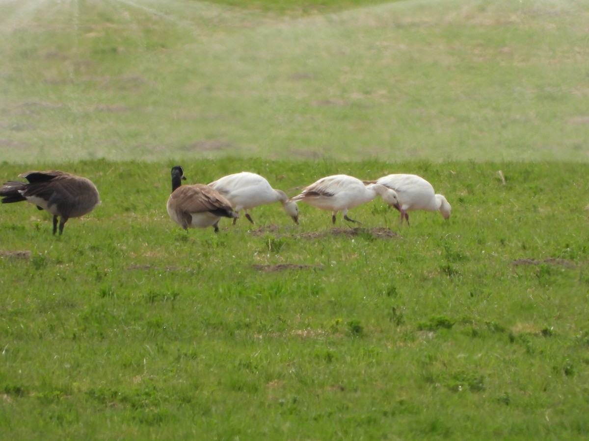 Snow Goose - ML635779544