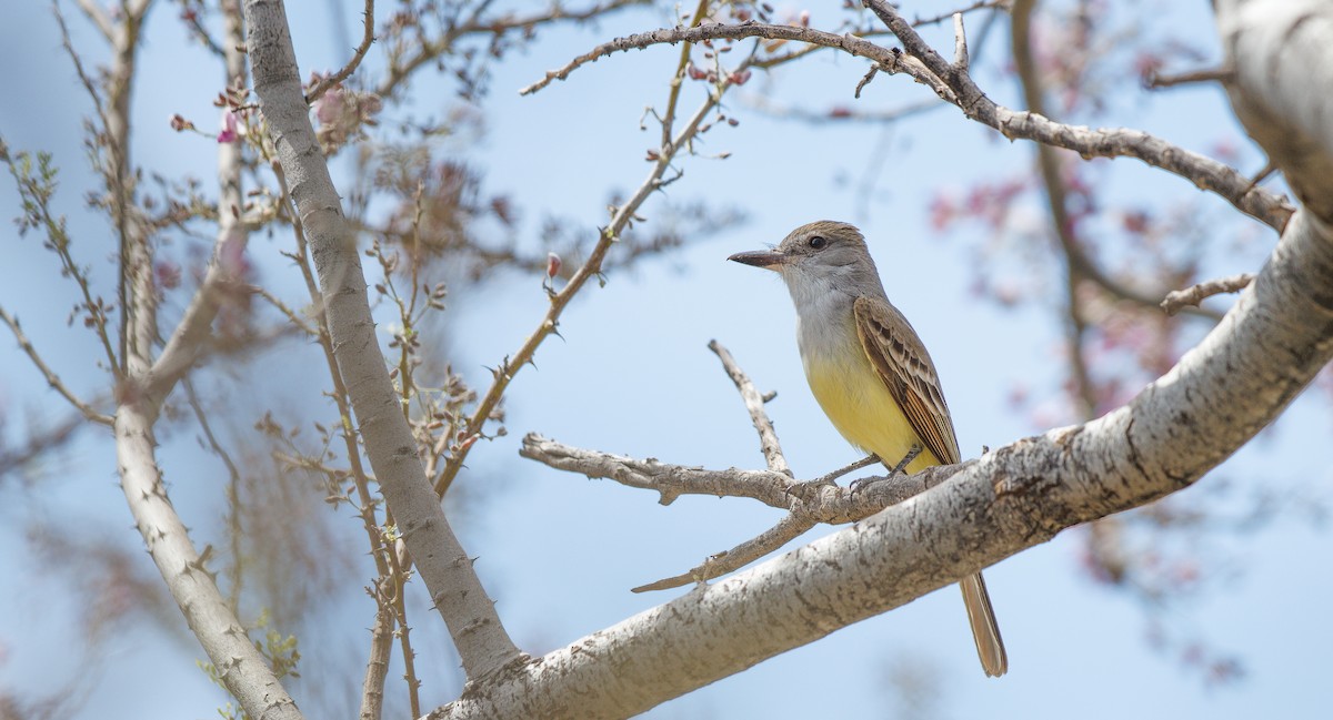 Brown-crested Flycatcher - ML635779555