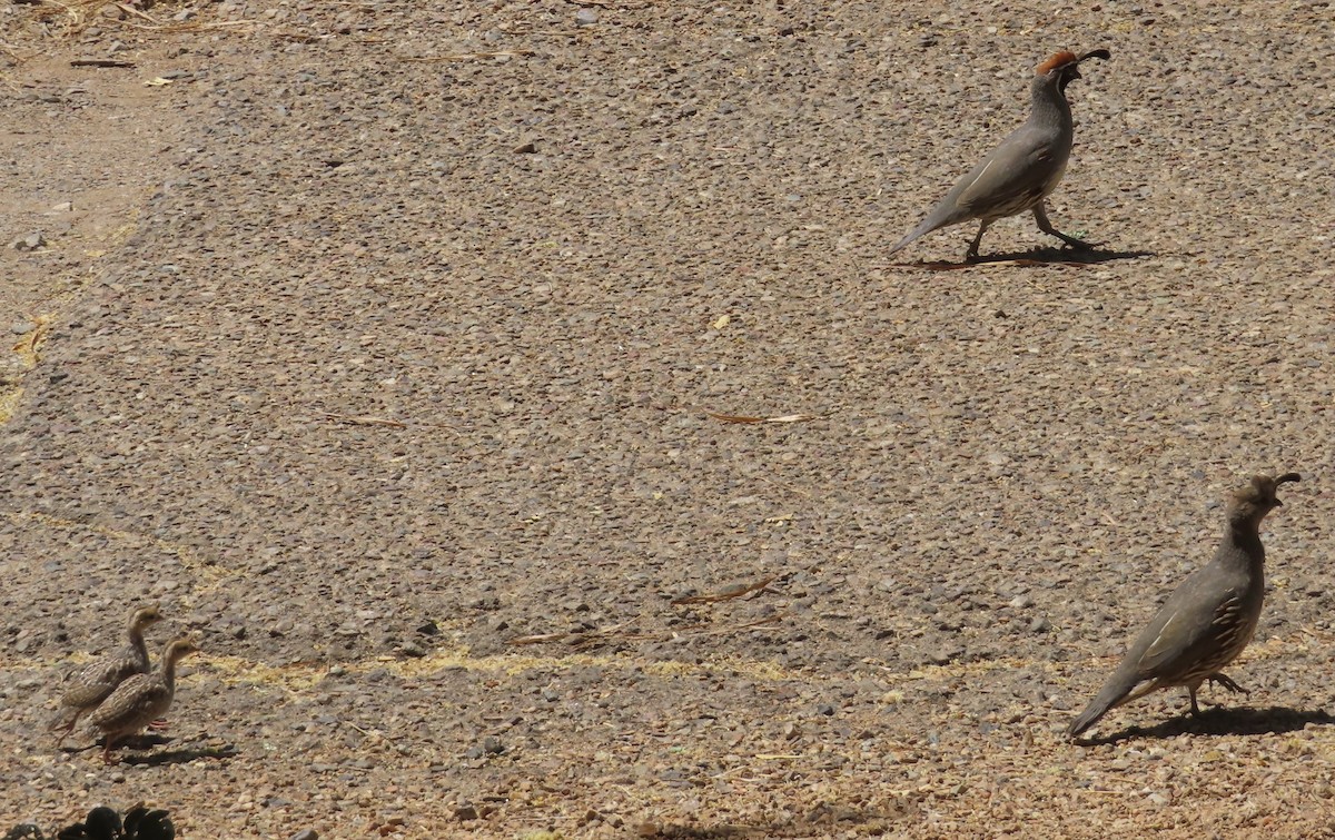 Gambel's Quail - ML635779559