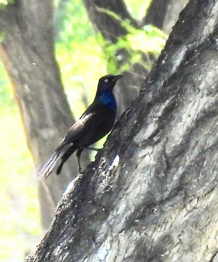Common Grackle - ML635779571