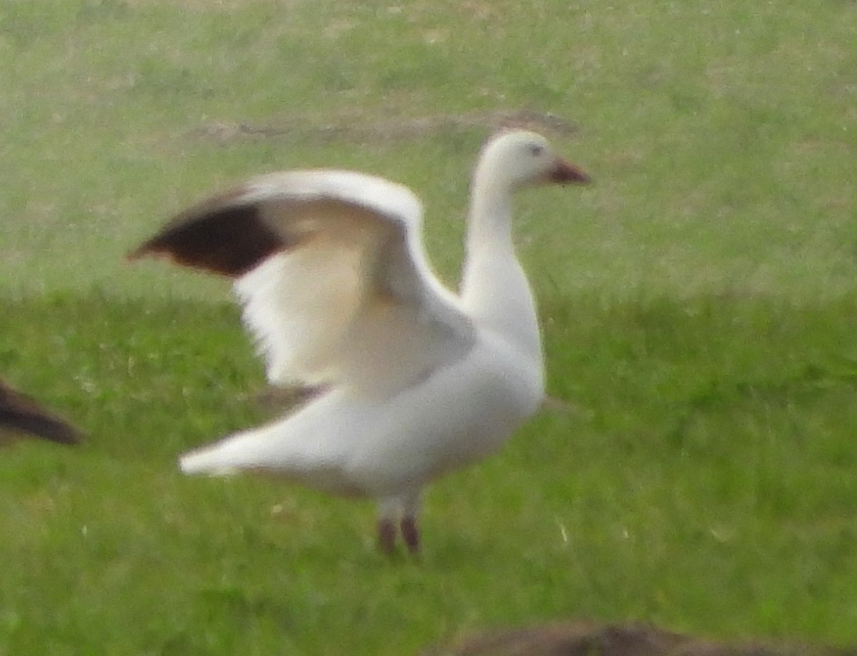 Snow Goose - ML635779573