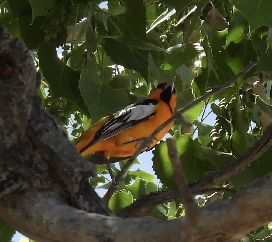 Bullock's Oriole - ML635779582