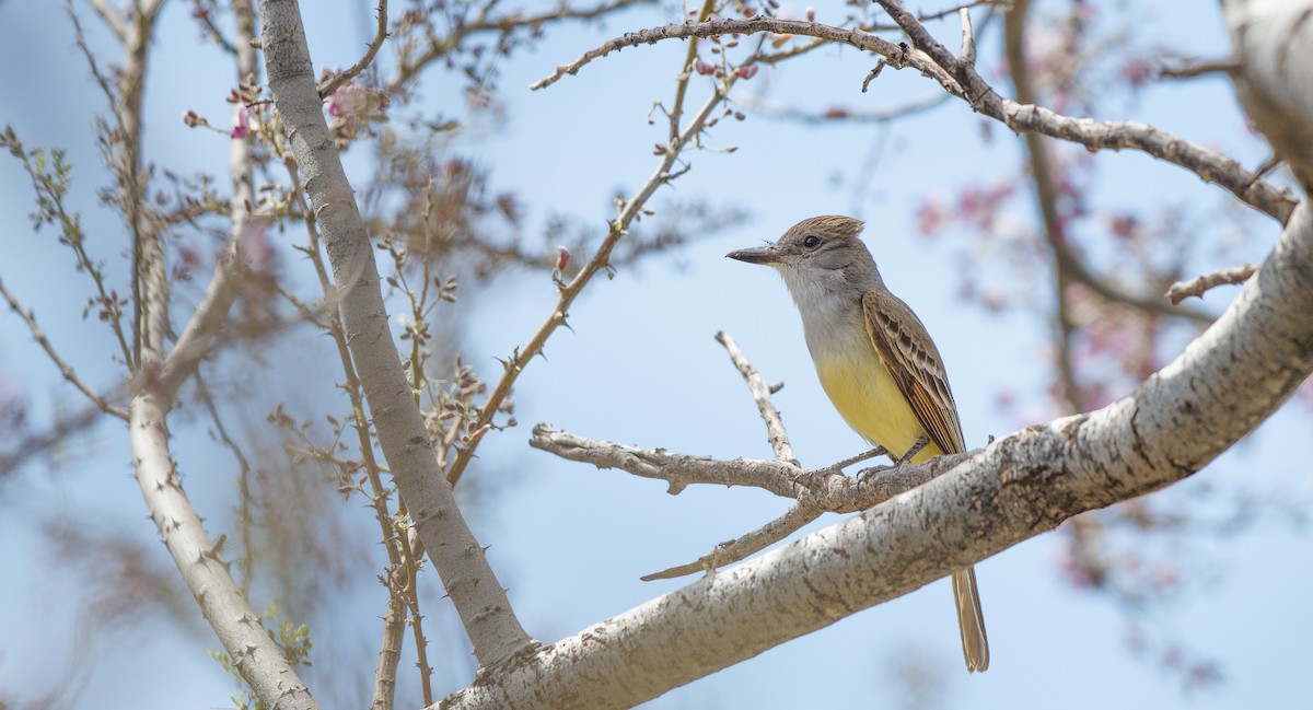Brown-crested Flycatcher - ML635779599