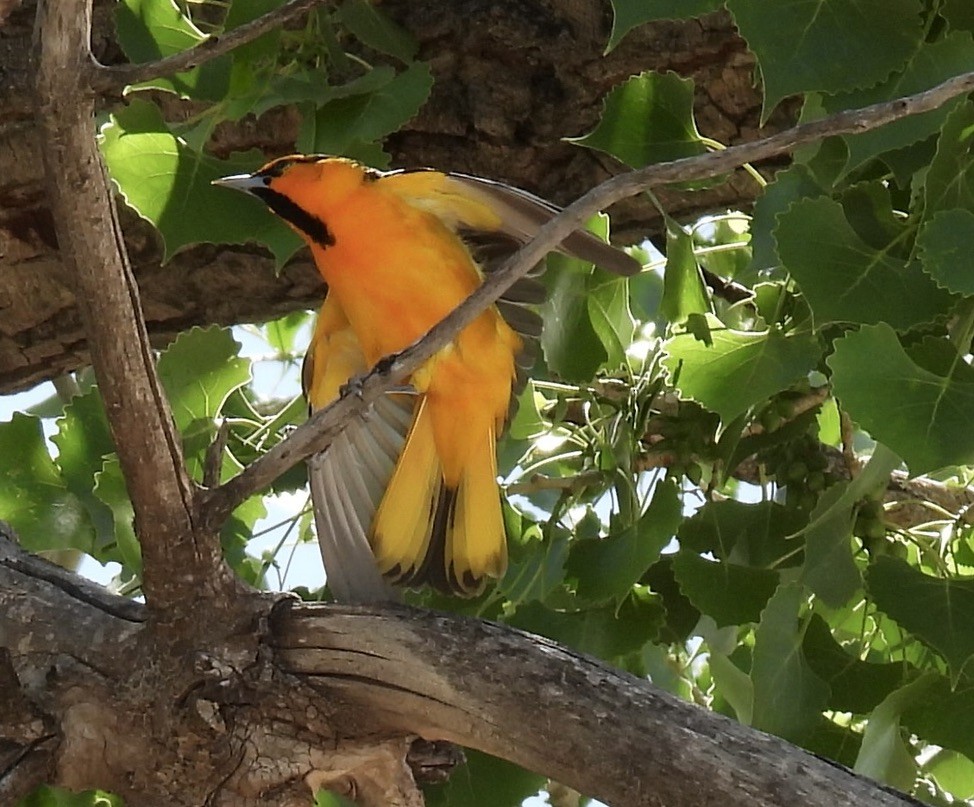Bullock's Oriole - ML635779603