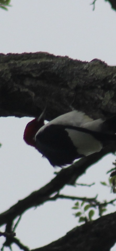 datel červenohlavý - ML635779617