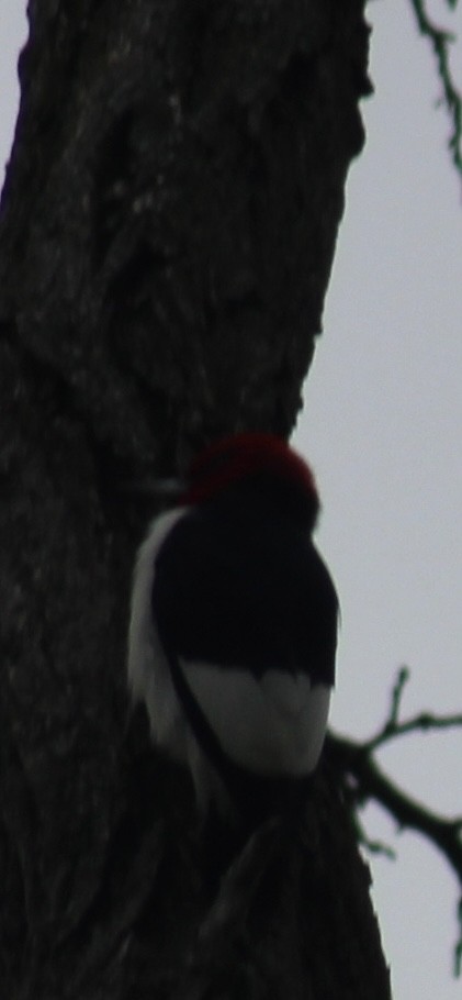 datel červenohlavý - ML635779618