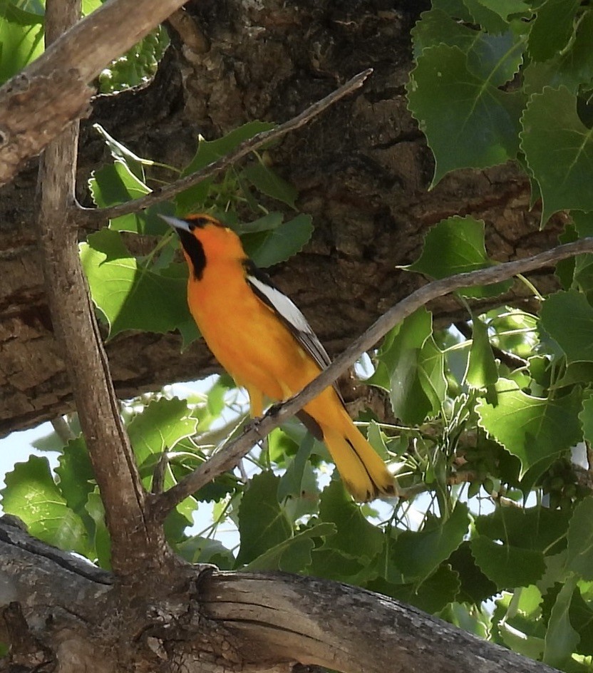Bullock's Oriole - ML635779650