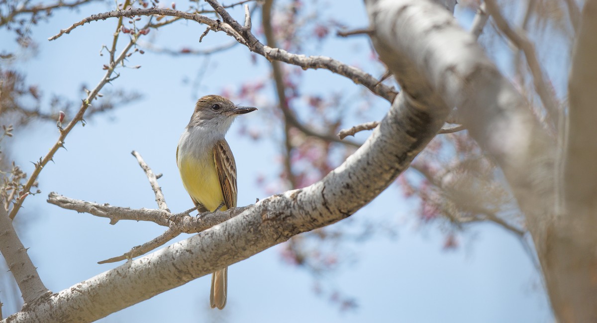 Brown-crested Flycatcher - ML635779655