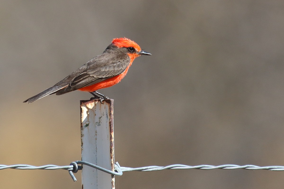 Vermilion Flycatcher - ML635779656