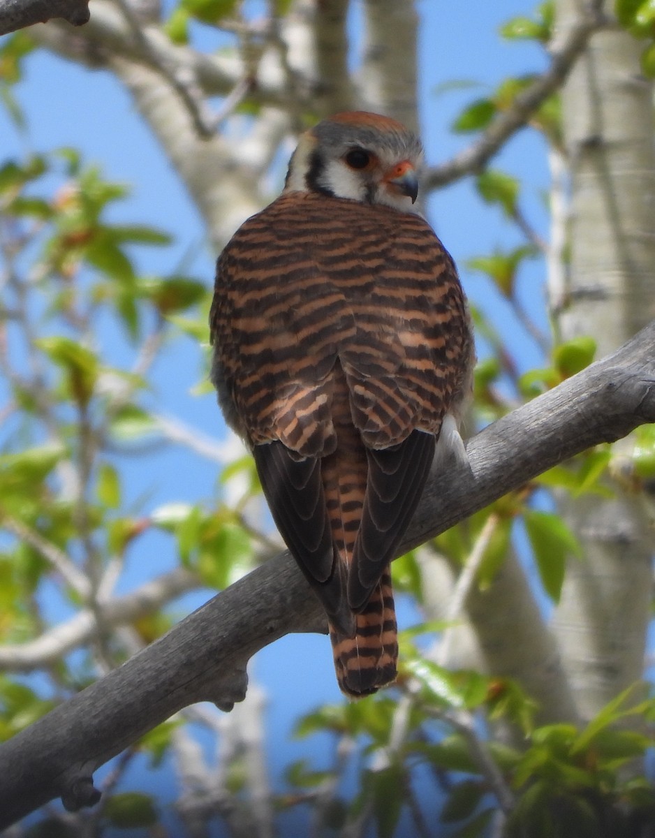 American Kestrel - ML635779666