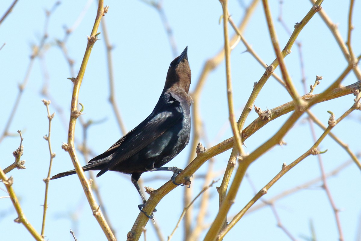 Brown-headed Cowbird - ML635779678