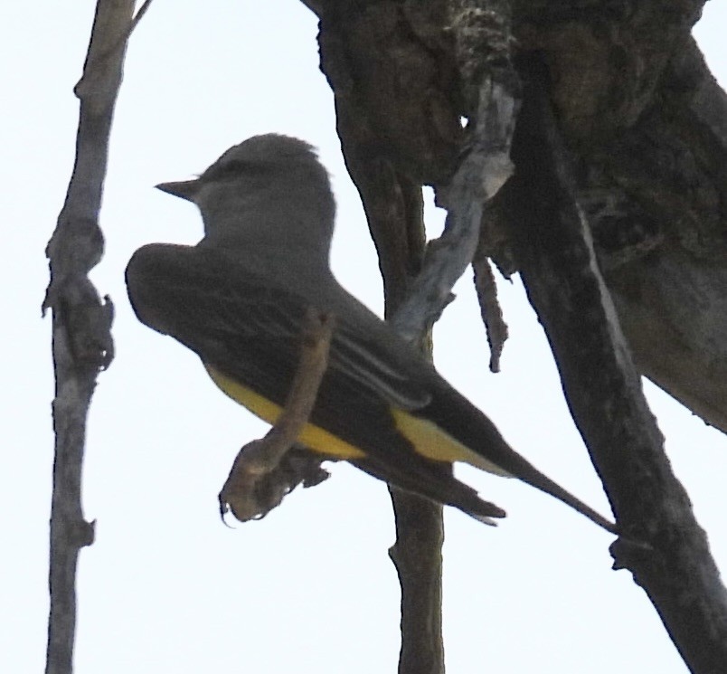 Western Kingbird - ML635779745